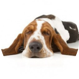 thehounde