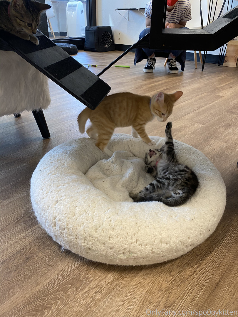 Photo by spo0pykitten published on October 16,2023 01:42:13 - BestThots