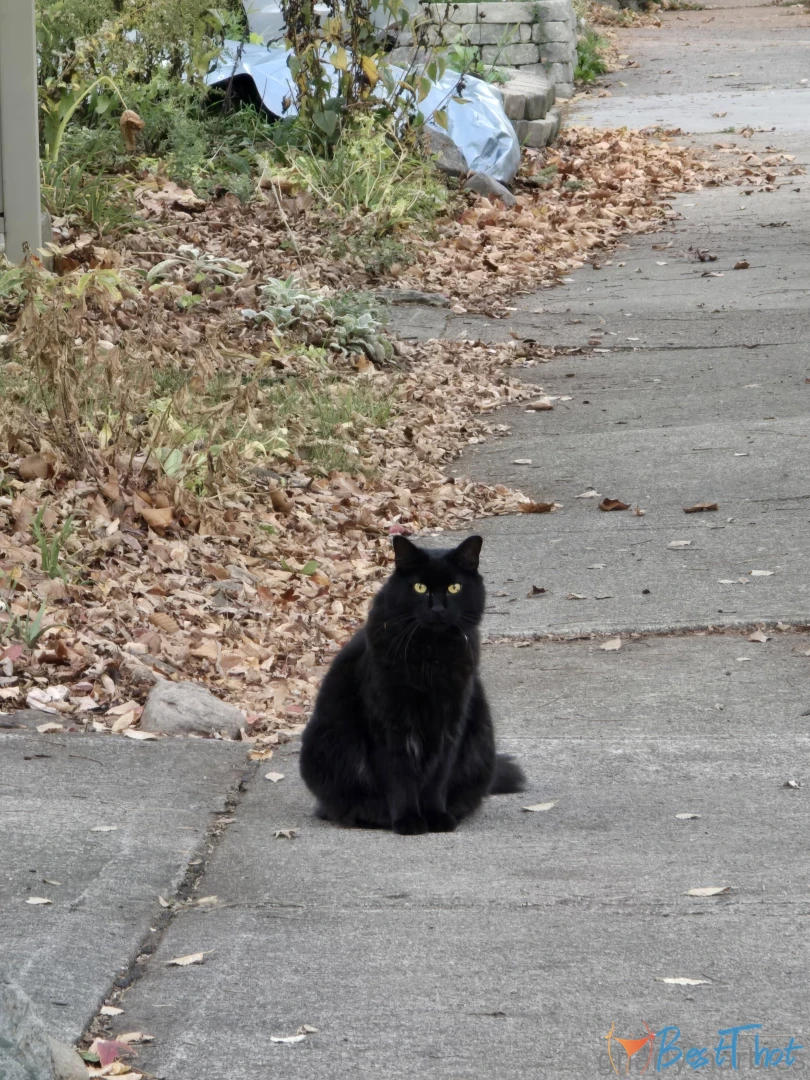 Photo by gnarlymarbles published on January 29,2025 09:00:20 - BestThots