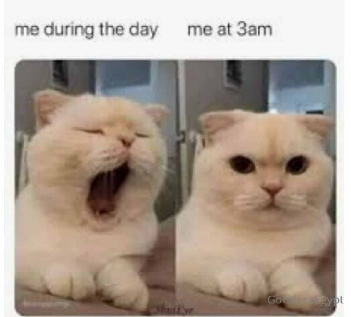 Photo by thatchocobxtch published on May 17,2023 06:52:17 - BestThots