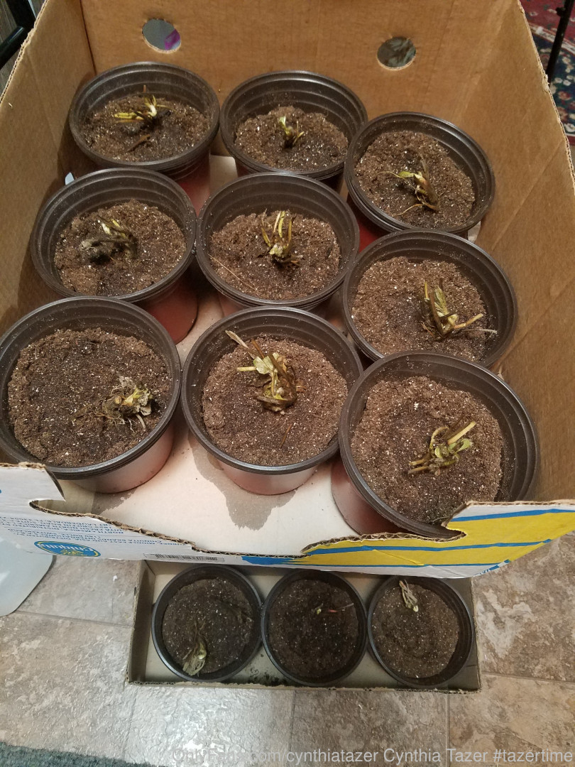 Photo by cynthiatazer published on July 15,2023 04:18:56 - BestThots