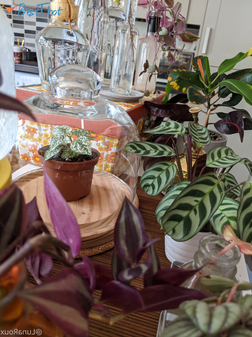 Photo by lunaroux published on December 15,2024 16:04:42 - BestThots