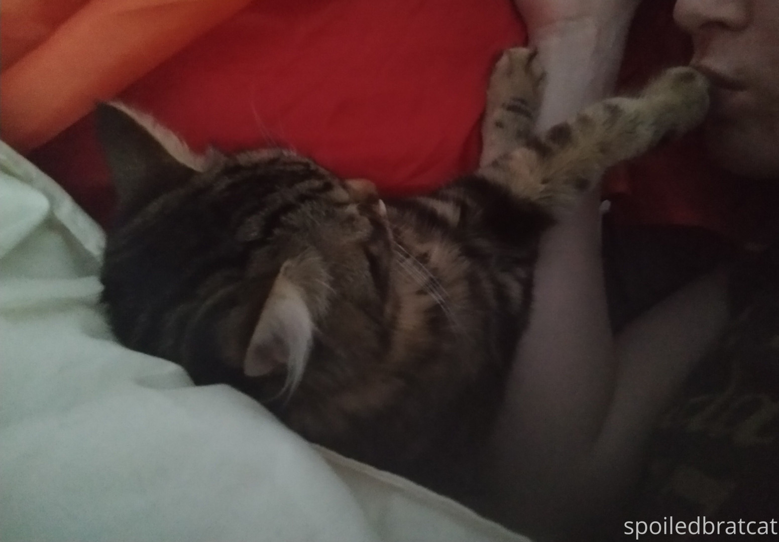 Photo by spoiledbratcat published on October 17,2023 08:22:14 - BestThots