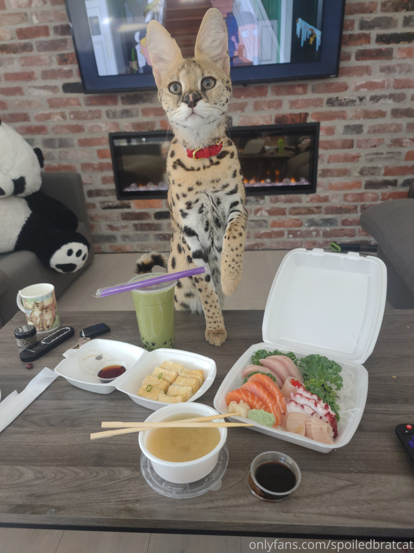 Photo by spoiledbratcat published on October 17,2023 08:28:31 - BestThots