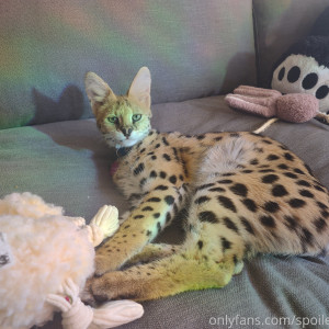 spoiledbratcat #7687665