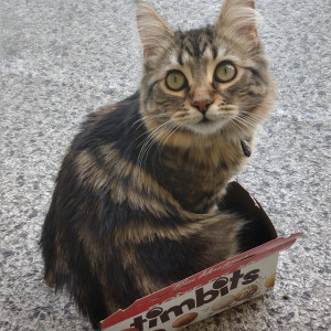 spoiledbratcat #7687788