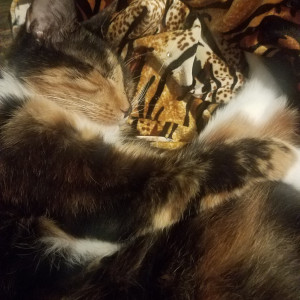 katcalico #6615353