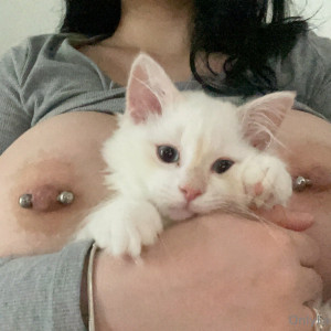 seidorei_kitten #2240261