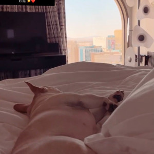 laurencorazza #7609742