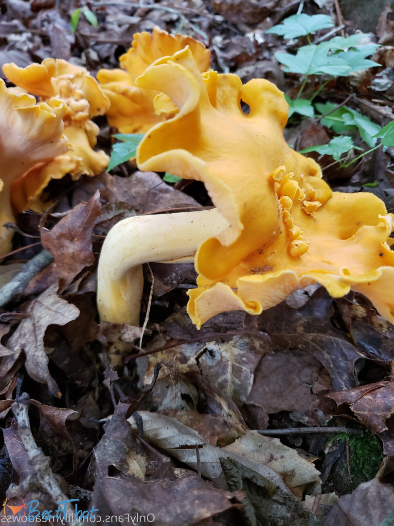 mushroombuddy #9475706