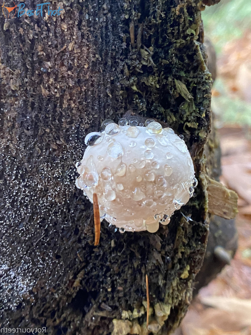 Photo by sugarsweetmeatpie published on December 13,2024 16:05:56 - BestThots