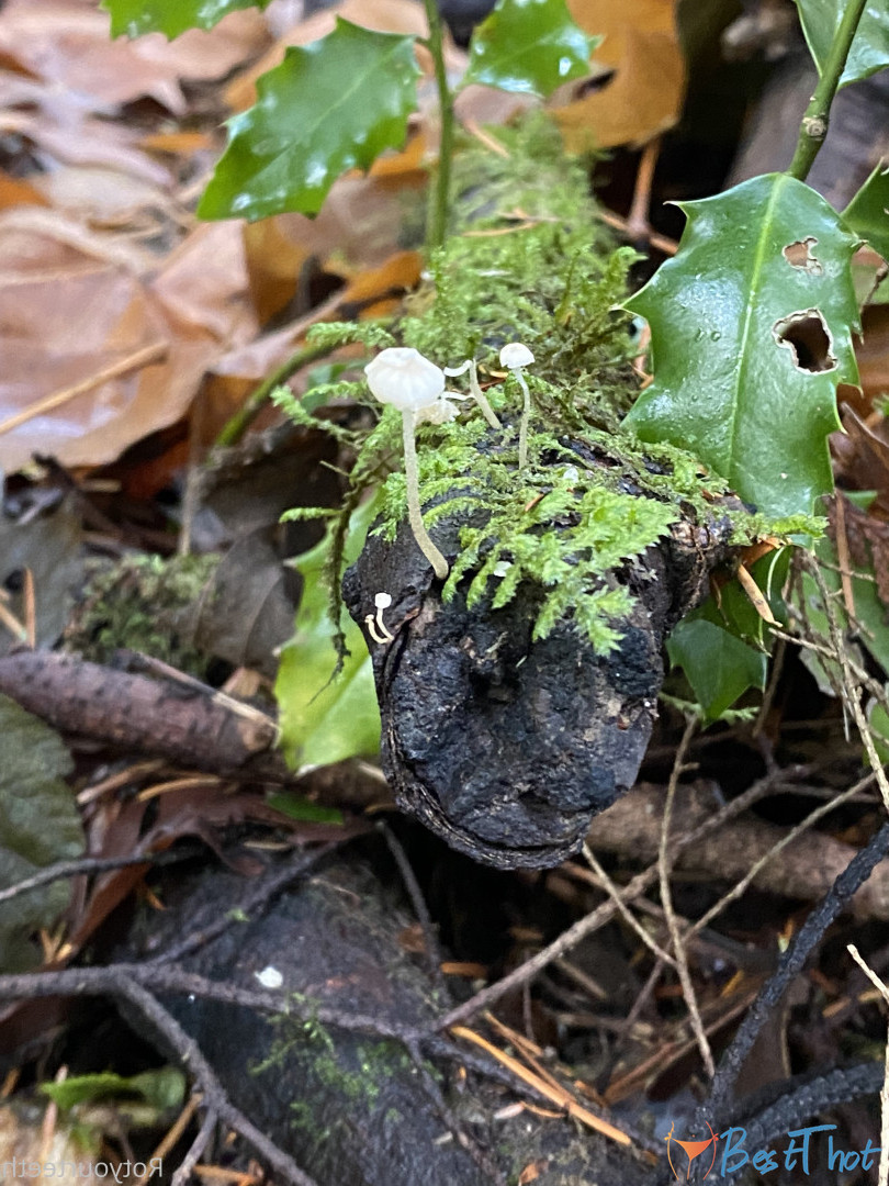 Photo by sugarsweetmeatpie published on December 13,2024 17:02:53 - BestThots