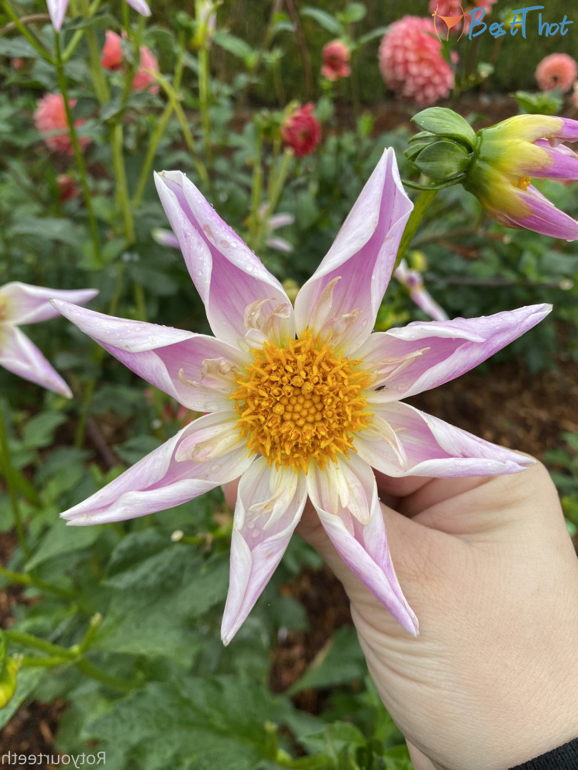 Photo by sugarsweetmeatpie published on December 13,2024 17:05:10 - BestThots