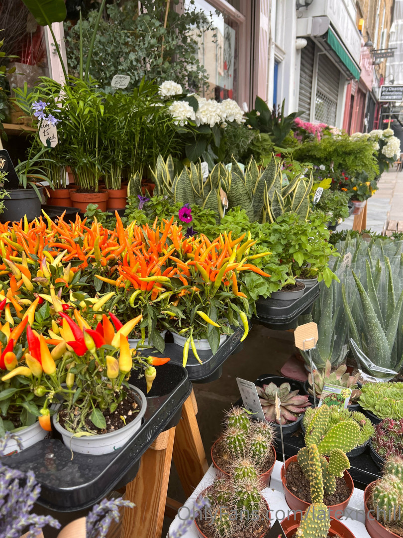 Photo by latexnchill published on June 27,2023 00:18:55 - BestThots