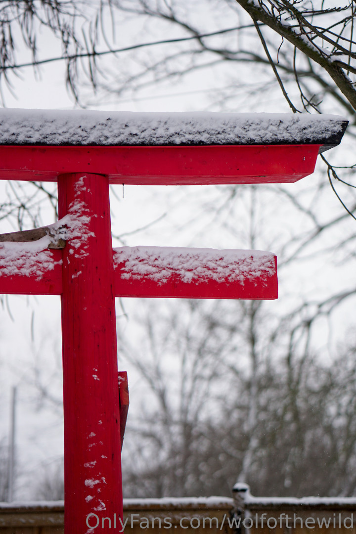 Photo by wolfofthewild published on August 6,2023 14:42:51 - BestThots