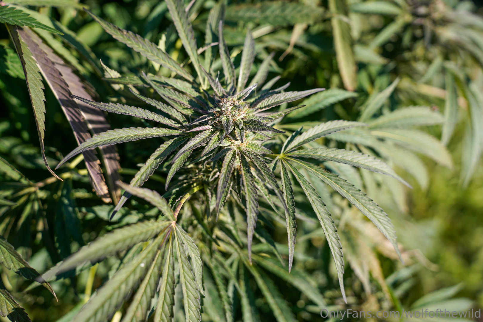 Photo by wolfofthewild published on August 6,2023 14:44:11 - BestThots