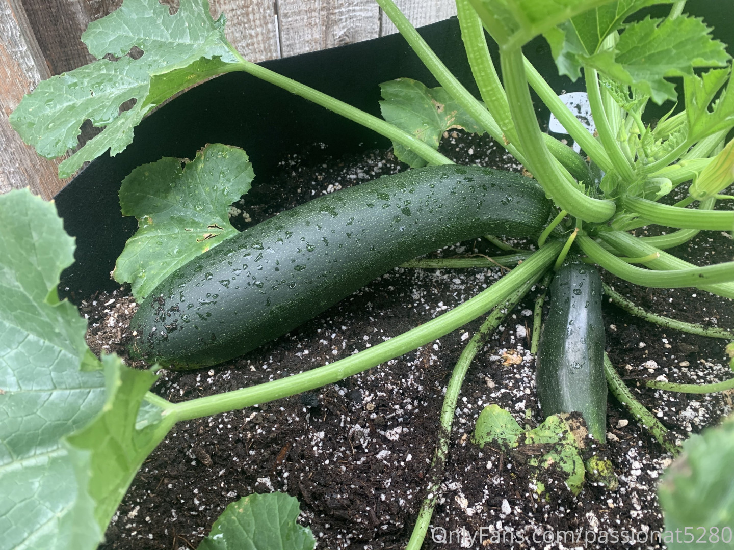 Photo by the_real_bella_lexi published on May 17,2023 04:22:37 - BestThots