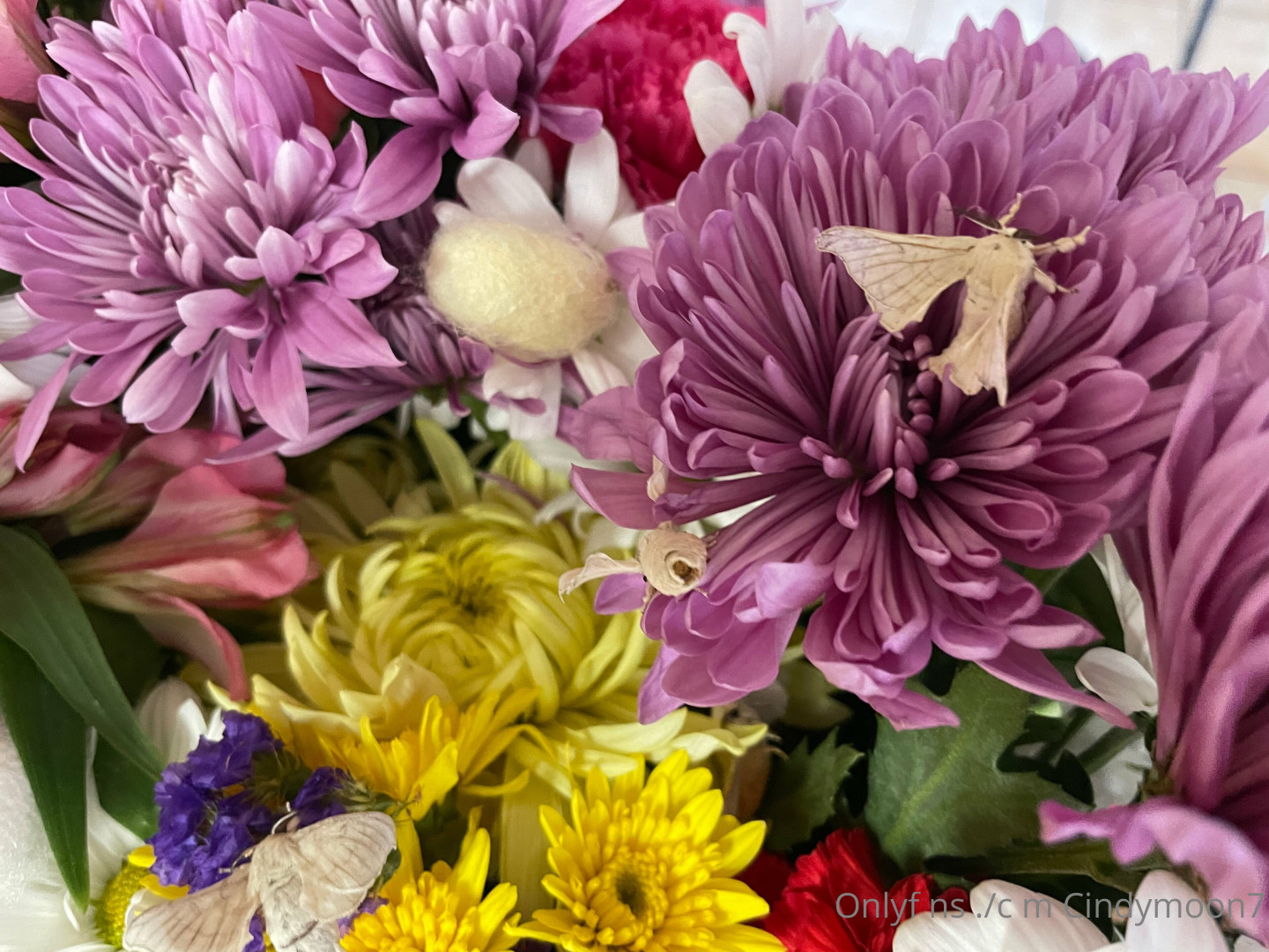 Photo by cindymoon7 published on January 12,2024 03:27:04 - BestThots