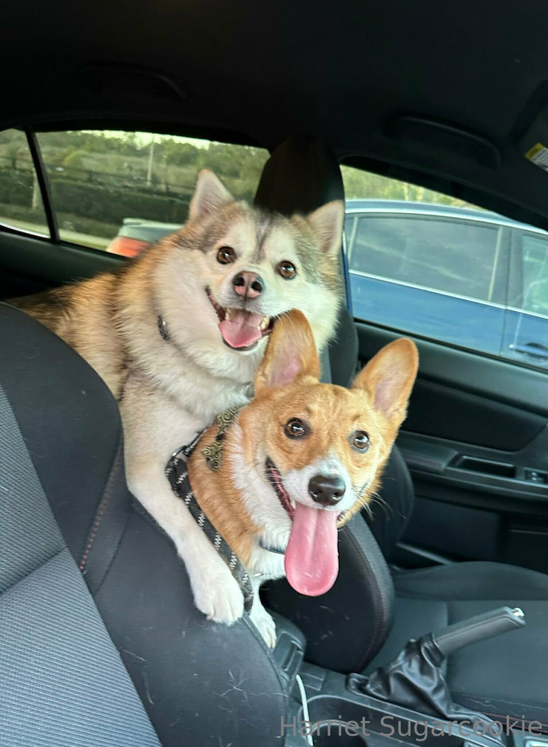 Photo by harrietsugarcookie published on August 30,2023 07:49:03 - BestThots