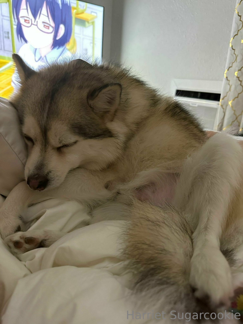 Photo by harrietsugarcookie published on August 30,2023 09:00:01 - BestThots