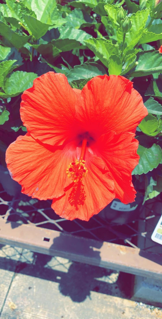 Photo by starrleaf published on May 17,2023 16:23:34 - BestThots