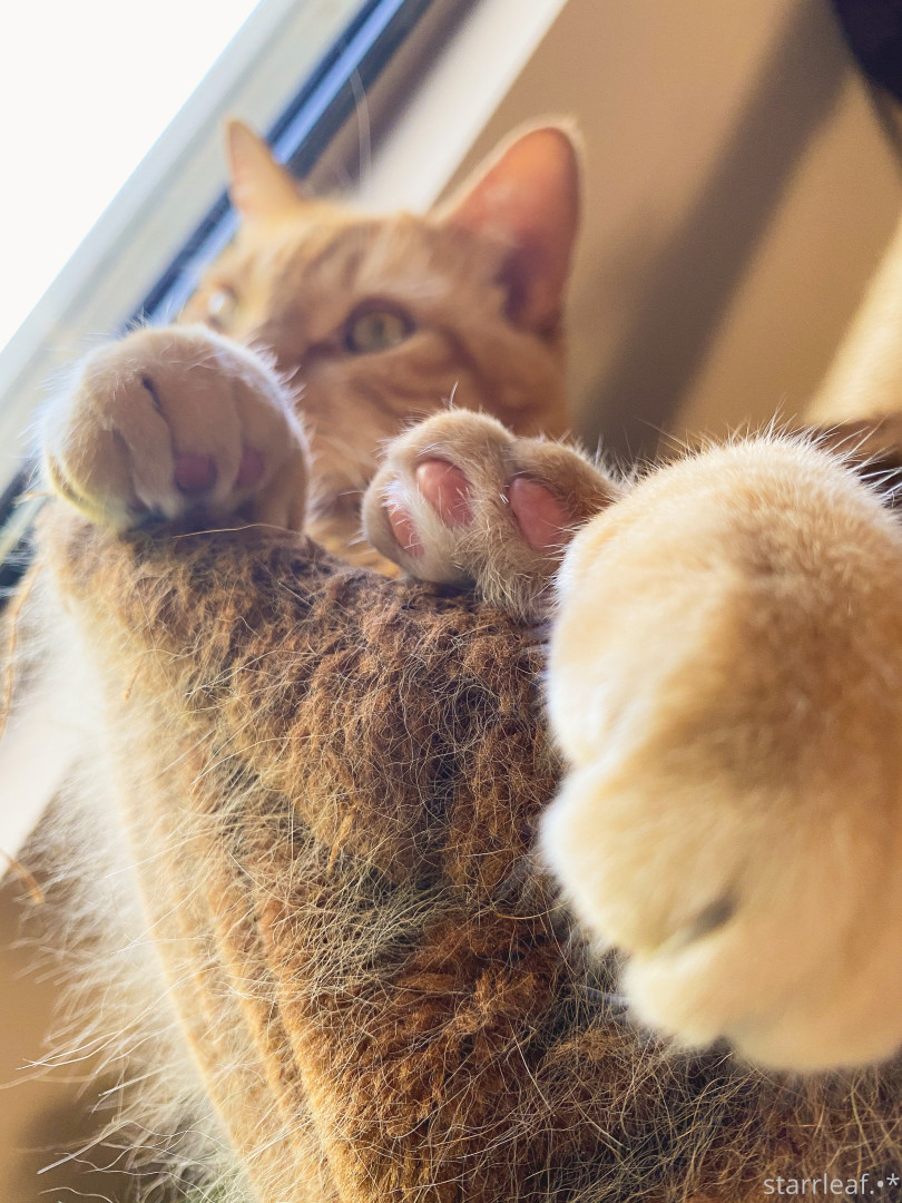 Photo by starrleaf published on May 17,2023 16:34:06 - BestThots