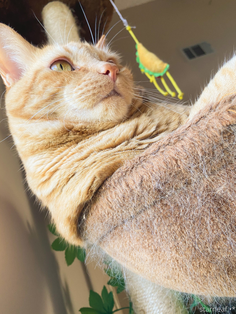 Photo by starrleaf published on May 17,2023 16:36:54 - BestThots