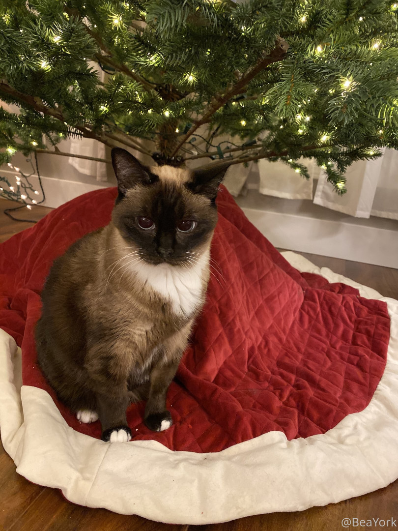 Photo by beayork published on December 11,2023 01:57:44 - BestThots