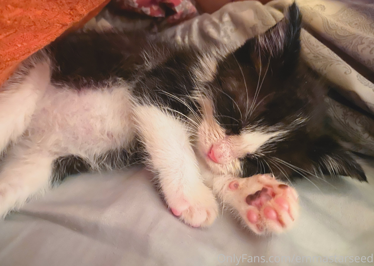 Photo by emmastarseed published on June 10,2023 00:08:36 - BestThots