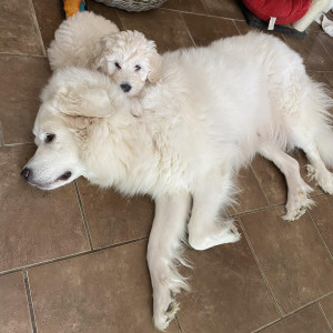 libyanbabygirl #7022283