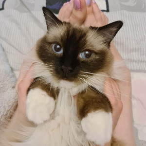 kittycaitlin #597364