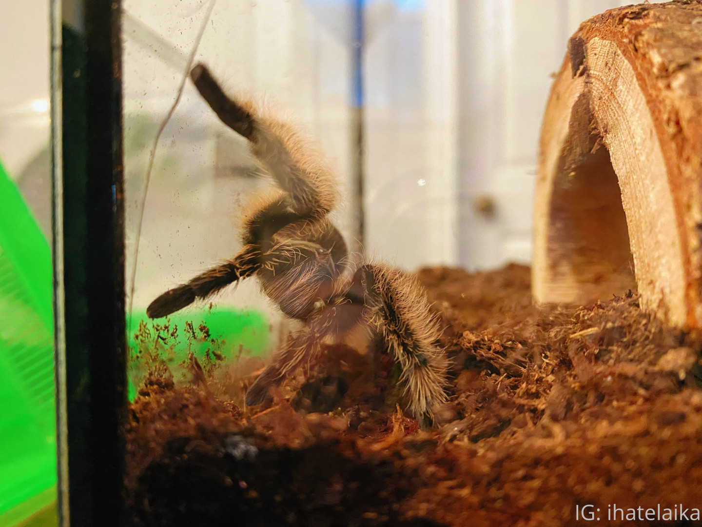 Photo by sleepylaika published on August 5,2023 09:58:51 - BestThots