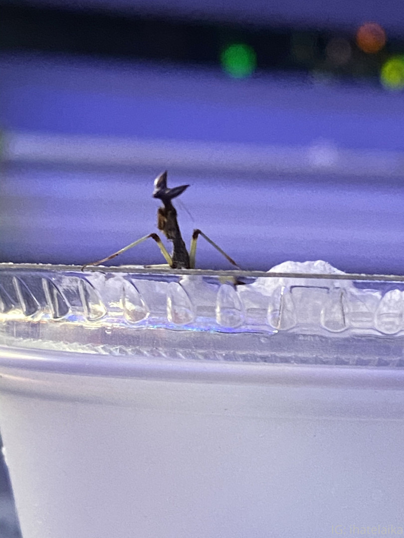 Photo by sleepylaika published on August 5,2023 10:00:25 - BestThots