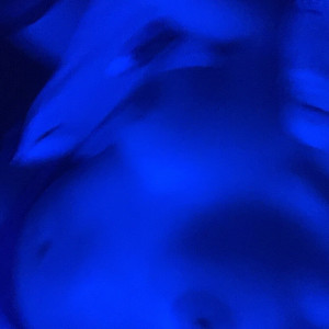 egyptiankittyondastpclub #8225010