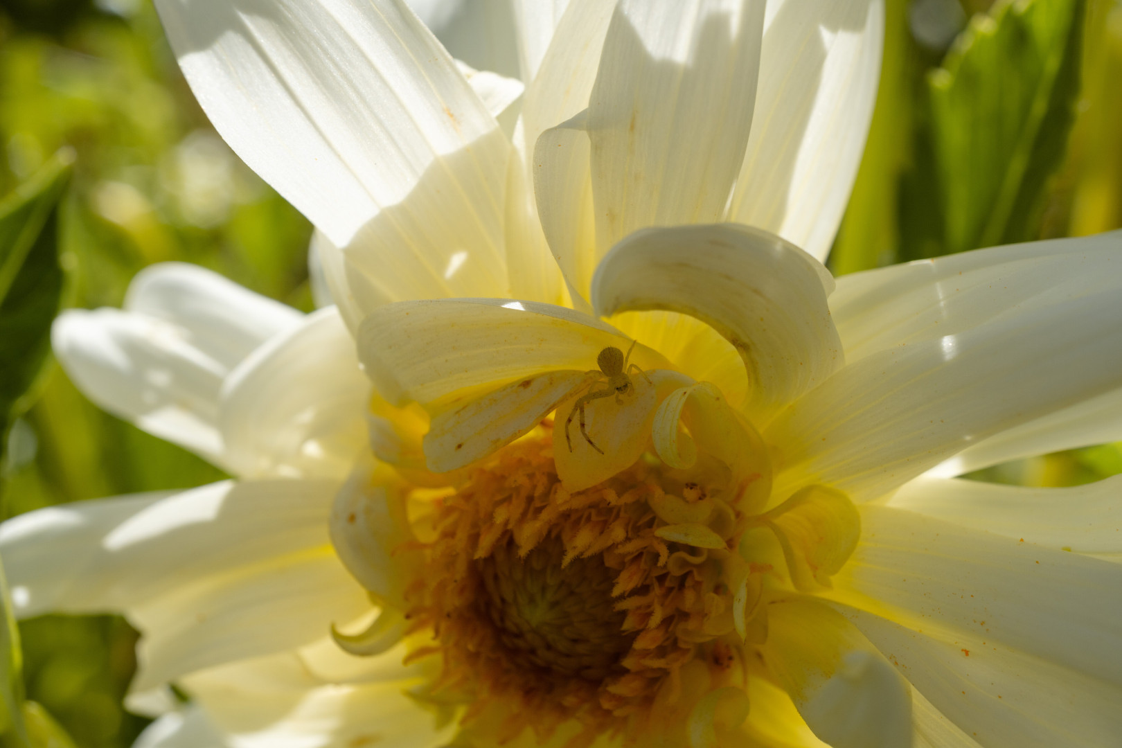 Photo by jaq-qtp published on October 30,2023 14:23:26 - BestThots