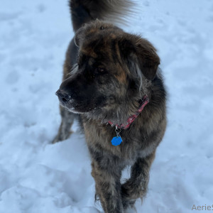 aeriesaunders #8341594