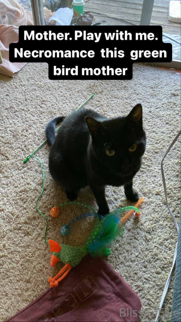 Photo by blissfulellie published on December 11,2023 06:35:31 - BestThots