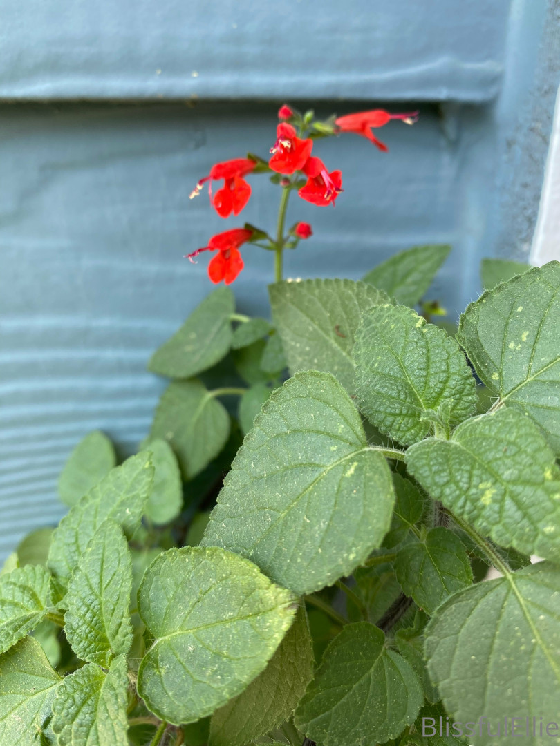 Photo by blissfulellie published on December 11,2023 06:35:33 - BestThots