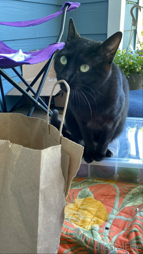 Photo by blissfulellie published on December 11,2023 06:35:34 - BestThots