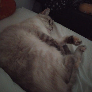 kittykathee #1089647