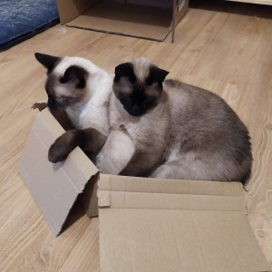kittykathee #1089665