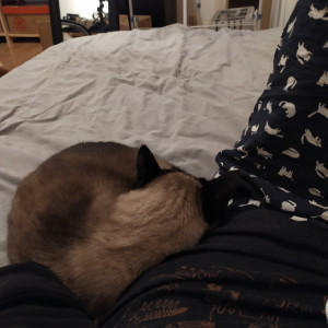 kittykathee #1089674
