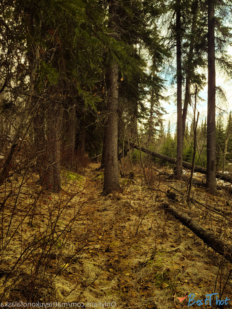 Photo by mattieyukonofalaska published on December 31,2024 07:18:09 - BestThots