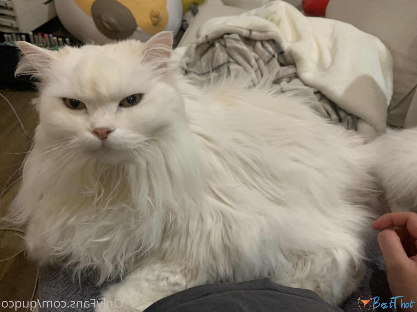 Photo by quqco published on December 12,2024 10:05:24 - BestThots