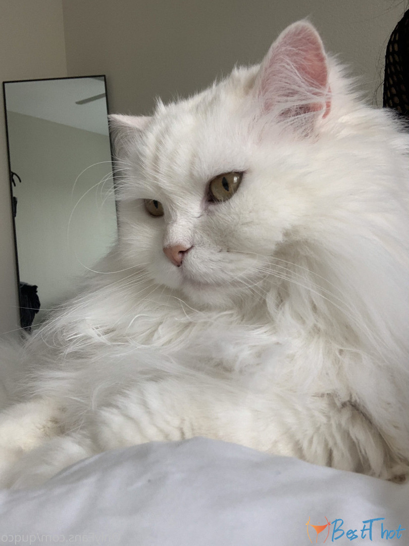 Photo by quqco published on December 12,2024 10:05:28 - BestThots