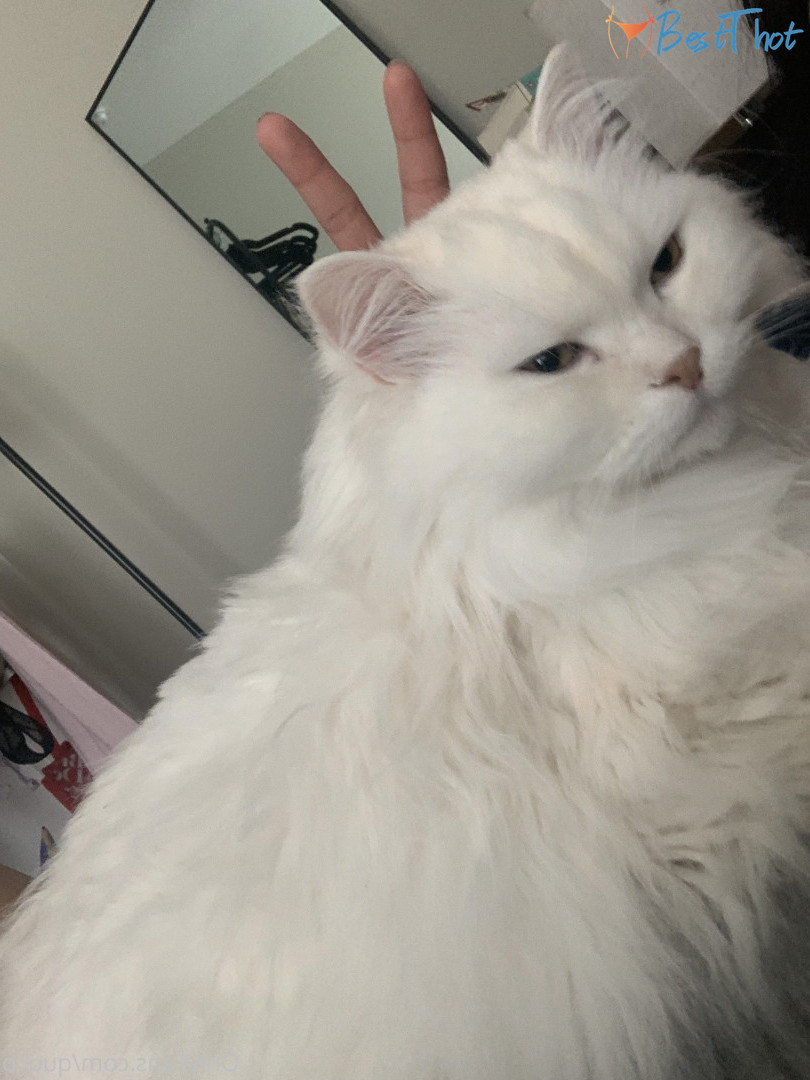 Photo by quqco published on December 12,2024 10:05:36 - BestThots