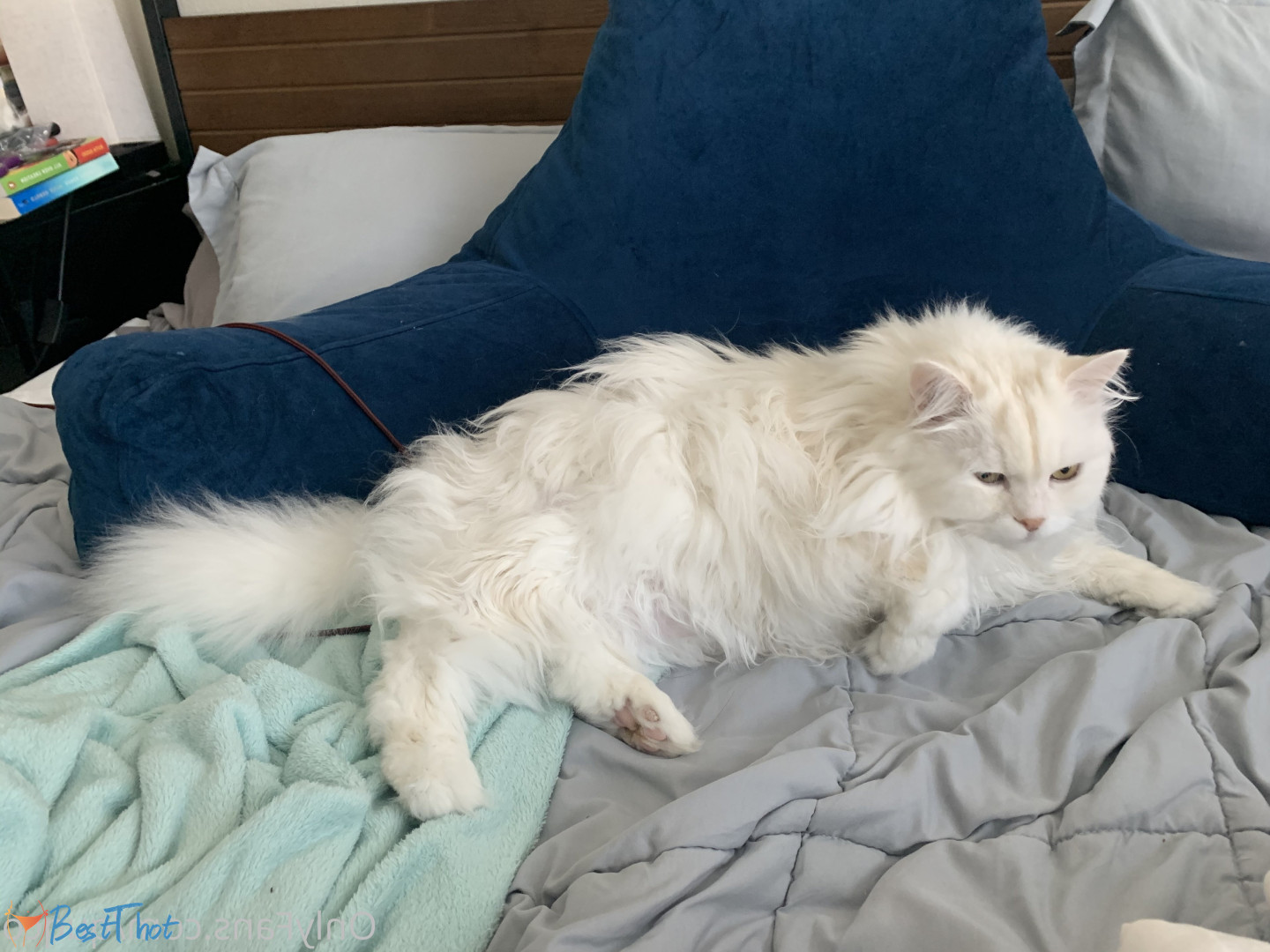 Photo by quqco published on December 12,2024 10:05:47 - BestThots