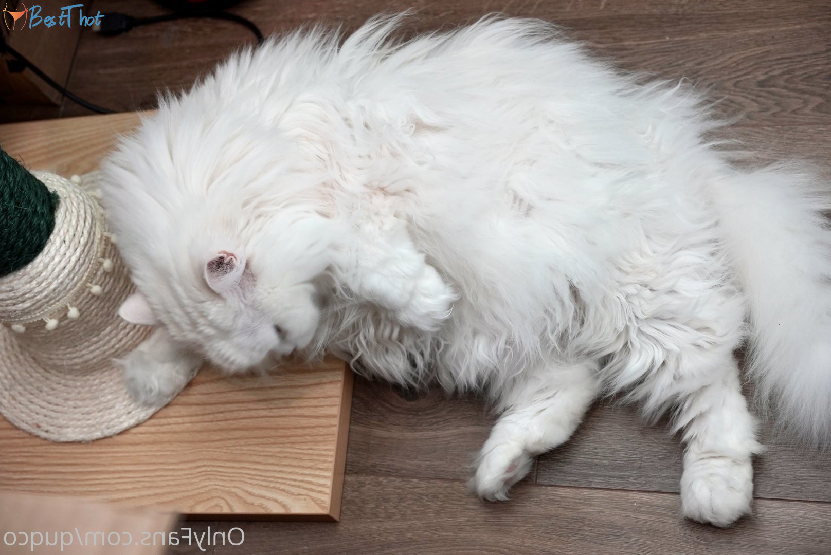 Photo by quqco published on December 12,2024 10:05:50 - BestThots