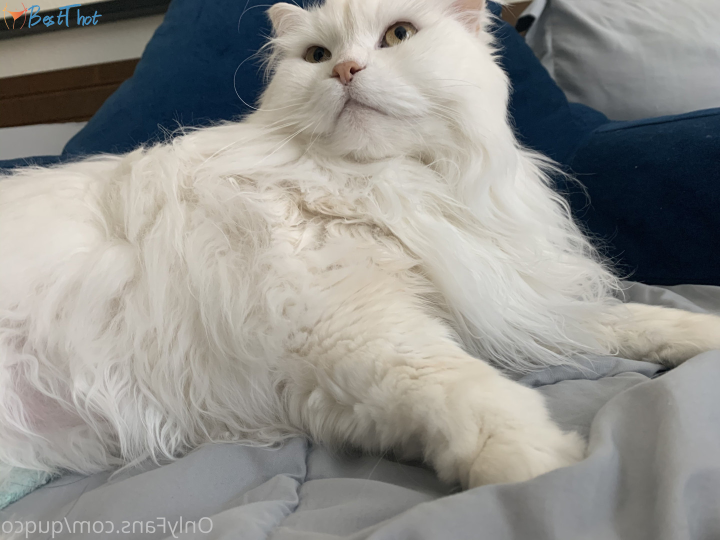 Photo by quqco published on December 12,2024 10:05:58 - BestThots