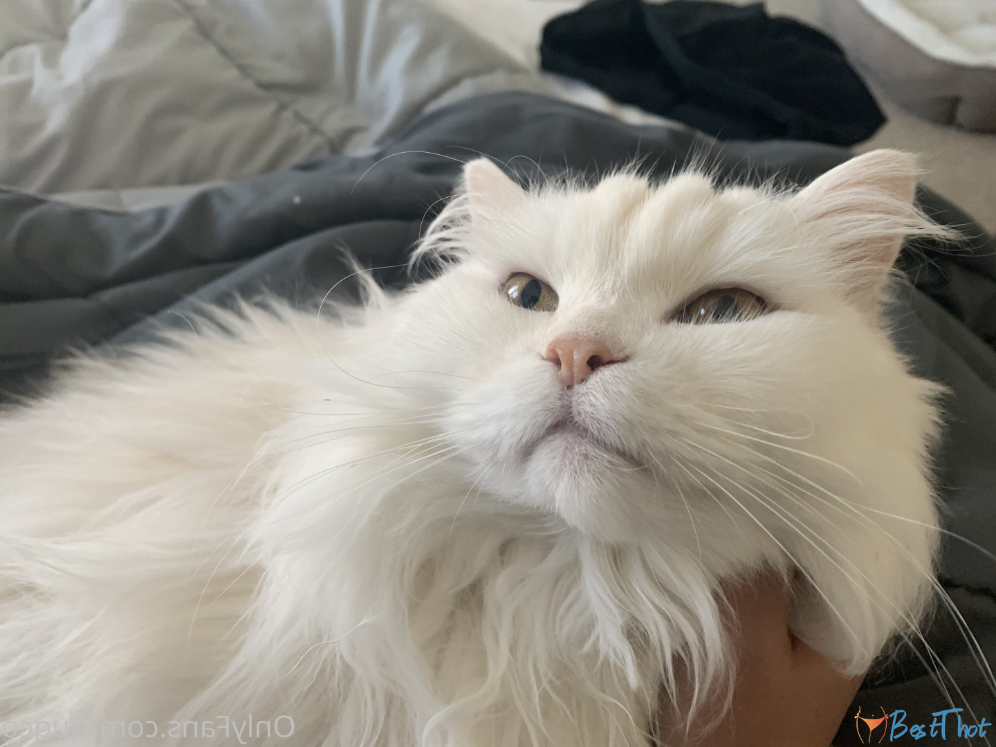 Photo by quqco published on December 12,2024 10:06:23 - BestThots